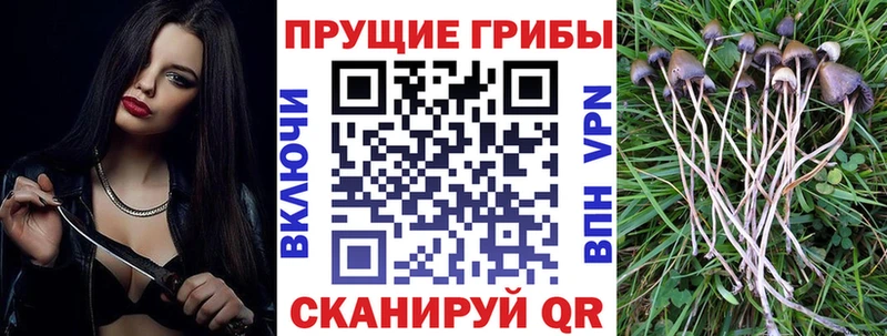 Купить  Цивильск  Галлюциногенные грибы прущие грибы 